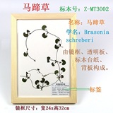 马蹄草 标本世界腊叶蜡叶植物标本 装饰画客厅卧室挂墙画 中镜框
