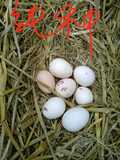 斗鸡蛋包邮，纯种越南斗鸡种蛋、越南斗鸡苗、受精蛋、