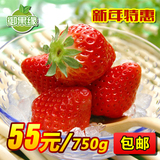 新鲜草莓 奶油有机草莓 红颜冬季草莓 新鲜水果顺丰包邮