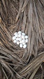 海南大山放养山鸡天然绿色山鸡蛋野鸡蛋宝宝孕妇安全蛋种蛋孵化蛋