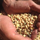 陕北农家自种小黄豆白黑豆发豆芽打豆浆专用500g非转基因有机大豆