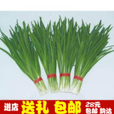 韭菜种子 绿白根型 抗病高产窄叶品种(实种图)山东寿光蔬菜种子