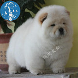 北京纯种松狮幼犬 白色肉嘴美系 包健康 可送货上门挑选狗狗