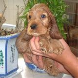 出售纯种赛级英国可卡幼犬长毛短毛美国可卡幼犬公母宠物狗狗50