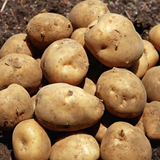 甘肃定西红皮黄心土豆 2015年新挖 新鲜 非转基因 马铃薯 5斤包邮