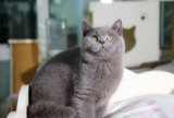 极品宠物猫咪 纯种英国短毛猫 英短蓝猫 可爱活泼的蓝猫cfa单血统