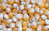 爆米花专用小玉米 玉米粒 煲粥  小玉米  农家自种 有机玉米