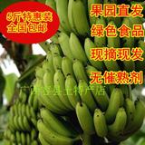 广西容县香蕉新鲜水果无催熟剂保鲜剂农家自种非粉蕉5斤全国包邮