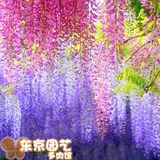 紫藤花种子观赏爬藤植物散装 美丽花种子 阳台花卉种耐寒