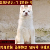 哈士奇犬纯种活体幼犬赛级蓝眼雪橇犬健康纯种 哈士奇1