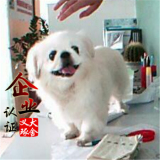 南京纯种北京京巴幼犬赛级宫廷犬超可爱长不大雪白的宠物狗狗18