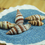 白辣椒螺 天然海螺贝壳 鱼缸水族箱造景装饰品摄影拍图道具摆件