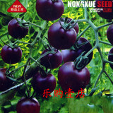 红圣女果紫圣女果种子 小番茄籽 水果蔬菜种子 阳台盆栽四季易种