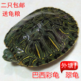 宠物乌龟活体龟大小巴西龟水陆观赏龟外塘巴西彩龟一只包邮送龟粮