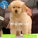 北京出售纯种金毛幼犬 金毛犬猎犬宠物狗 可送货上门 活体