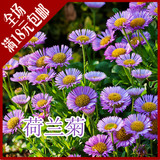 阳台庭院花卉种子 荷兰菊种子蓝紫色 纽约紫菀花多年生植物菊花