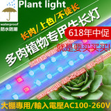昊林LED植物灯生长灯 室内多肉植物茎类防徒长上色着色补光灯防水