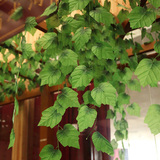 仿真花藤植物假花绿叶吊顶葡萄藤条装饰人造绿植墙花藤树叶子12根