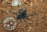 玻利维亚钢铁蓝Pamphobeteus antinous（purple earth 10厘米）