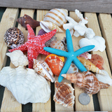 珊瑚海螺贝壳组合地台鱼缸墙贴地中海家居装饰 还送海星