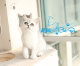 【琥珀】赛级英国短毛猫 英短银色渐层有幼猫 MM母(已定）