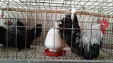 泰国黑银桂鸡种蛋 受精蛋新鲜种蛋