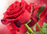 出售精品花卉盆栽食用玫瑰 带刺黄紫白红玫瑰花苗盆栽 9.9元包邮