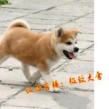 纯种秋田犬 幼犬出售 赛级双血统美系日本柴犬 健康家养宠物狗47