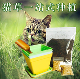 西西猫猫草包邮 猫草套装包邮猫草种子包邮猫零食包邮猫草种植