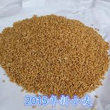 自家种 宠物禽畜口粮饲料 有机优质小麦种子 鱼饵杂粮 带皮小麦