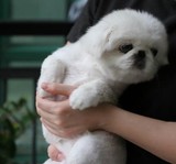 家养纯种赛级京巴幼犬 白色京巴犬北京犬 京巴狗宠物狗狗 可上门