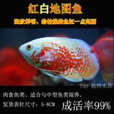 Tao 桃湾水族 水族鱼缸 观赏鱼 热带鱼 肉食鱼类 猪仔鱼 地图鱼