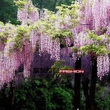 紫藤种子 庭院围墙景观绿化专用花卉种子 盆栽多花紫藤花种子