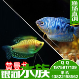 蓝曼龙鱼 曼龙鱼 黄曼龙鱼 热带鱼 观赏鱼 活体 包活 好养 草缸鱼