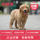 有它网 宠物狗狗赛级金毛犬幼犬出售纯种金毛活体幼犬巡回犬猎犬6