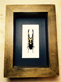 美它利佛锹甲虫 昆虫标本相框 画框 表框 装饰画框 已裱好完成品