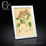 宜家小清新简约装饰画  北欧复古风格 手绘植物图谱 原始植物标本