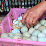 行走湘西 农家散养绿壳土鸡蛋30枚装 孕妇宝宝专用自养新鲜土鸡蛋