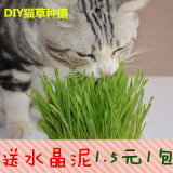 猫咪用品水晶猫草种子DIY种植 猫猫狗狗去毛球化毛呕吐