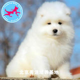 美系血统纯种萨摩耶幼犬出售宠物狗，西伯利亚雪橇犬可上门看狗狗