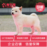 有它网 宠物狗狗双赛级血统纯种日本柴犬活体幼犬出售柴犬短毛2