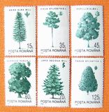 外国邮票 罗马尼亚邮票1994年 名品松树邮票 新票6枚 AD1647