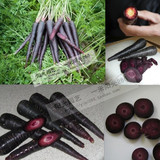 欧洲紫龙N 136紫色胡萝卜10粒]F1代健康蔬菜种子可生食