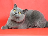 CFA注册猫舍英国短毛猫纯蓝小公猫