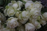 切花月季玫瑰花苗（雪山），白色外层透绿，包对版，苗小请慎拍