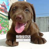 亏本广州实体纯种拉布拉多犬幼犬拉不拉多犬宝宝支持支付宝母138