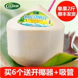 【佳利麦】 进口泰国椰青 椰子1个 1000g 椰汁量高 味好 新鲜水果