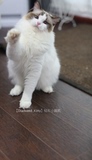 Diamondkitty传统系布偶猫完美赛级海豹双色母超长毛秒杀展示