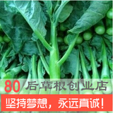 芥蓝 蔬菜种子芥兰 阳台种菜 家庭盆栽种植 有机蔬菜