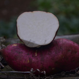 新鲜农家番薯白薯板栗红薯小香薯白心红皮地瓜山芋番薯有机 5斤装
